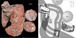Illustration for article titled The Snake That Ate Dinosaurs